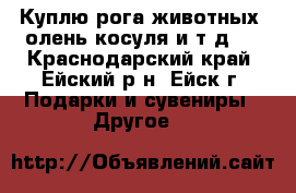 Куплю рога животных (олень,косуля и т.д.) - Краснодарский край, Ейский р-н, Ейск г. Подарки и сувениры » Другое   